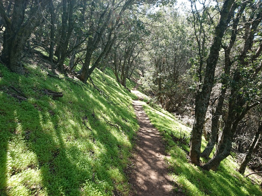  A bit of green tunnel 