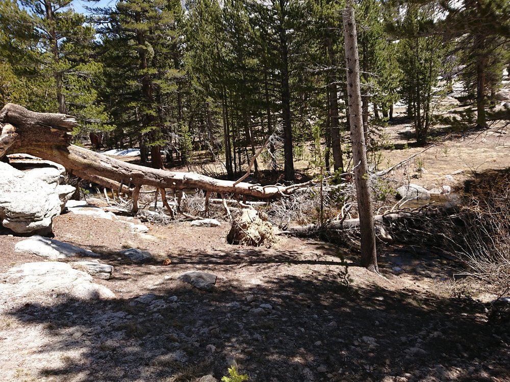  The tree I used to cross Whitney Creek, what one does to avoid wet shoes 