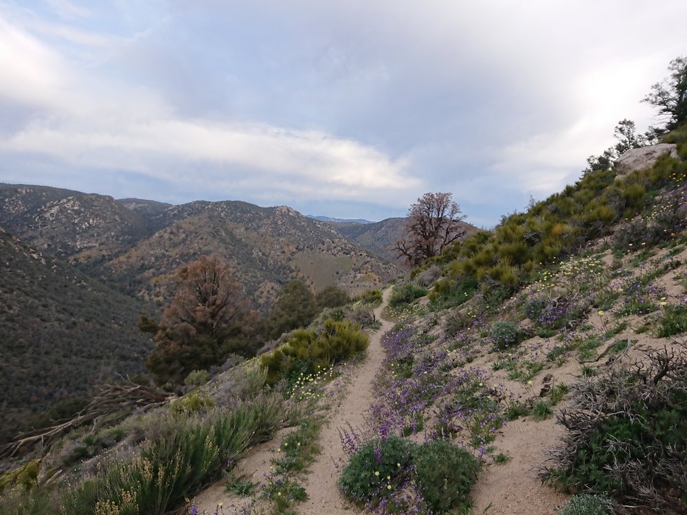  Very typical view while on the PCT. 