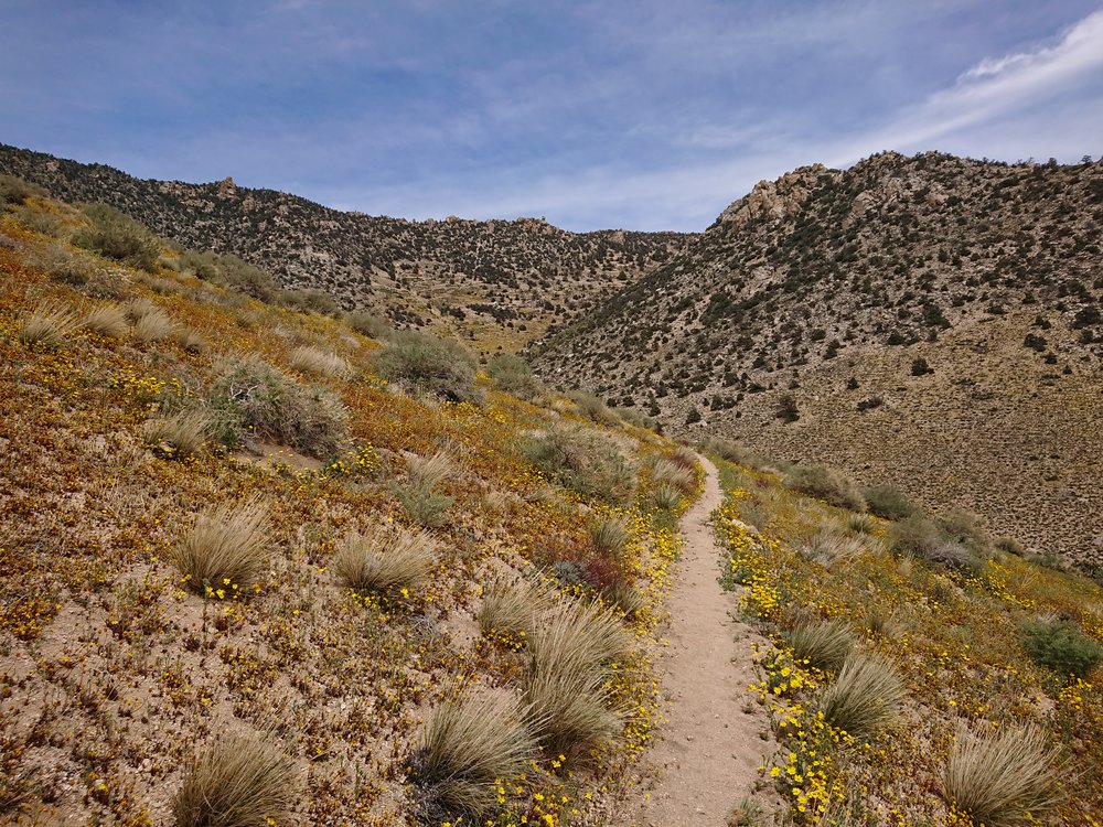  Some blooming wildflowers this day 