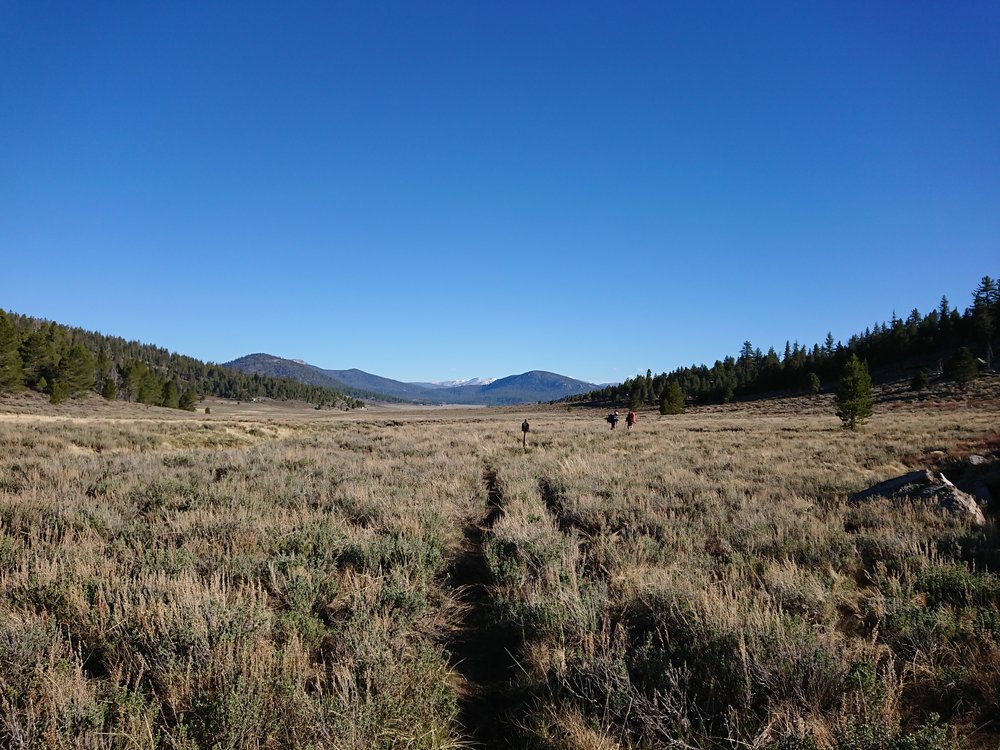  Catching up to Jumanji and Sensei in a beautiful meadow 