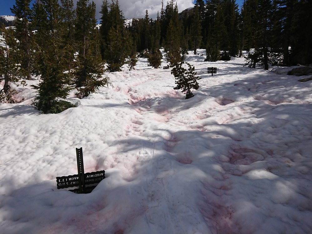  After Benson Pass we encountered a lot of snow that almost covered the signs 