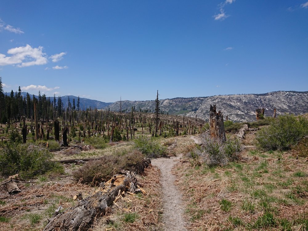  After getting back to the PCT we hiked in true summer conditions for quite some time 