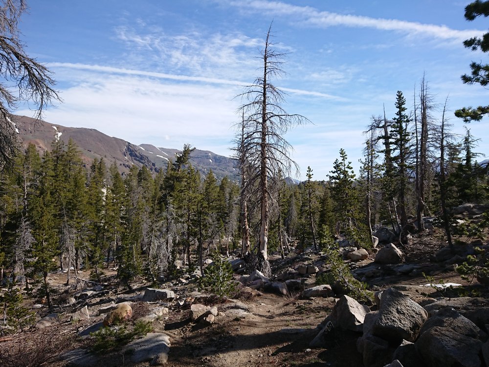  Lovely valley before the Sonora Pass climb 