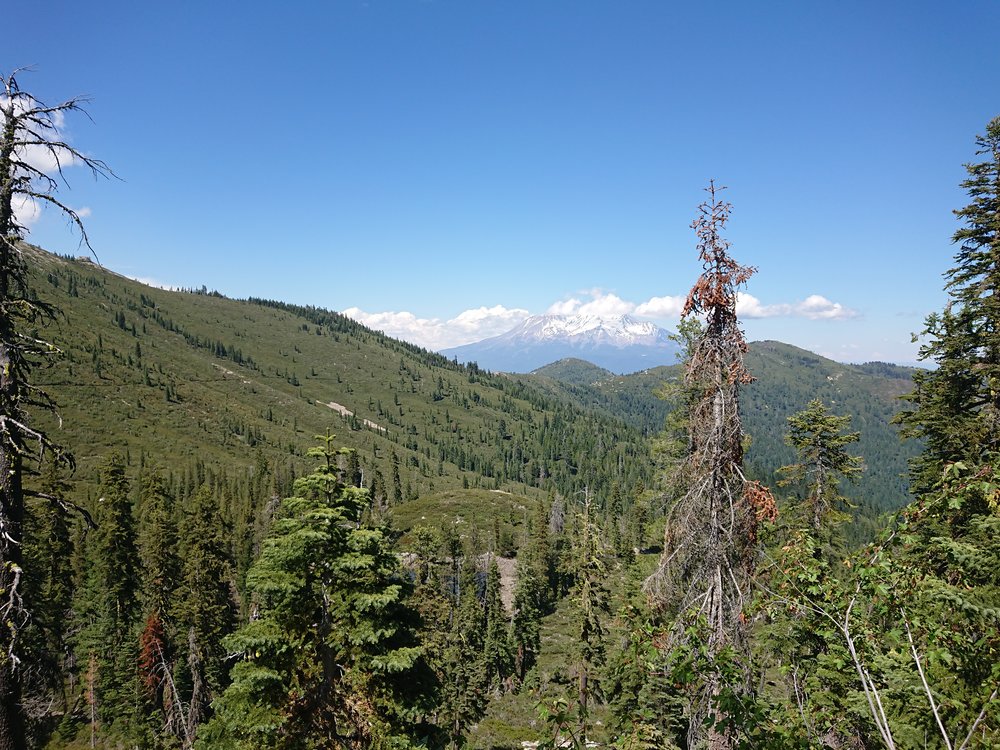  I eventually saw Mount Shasta again but was more moving directly away from it 