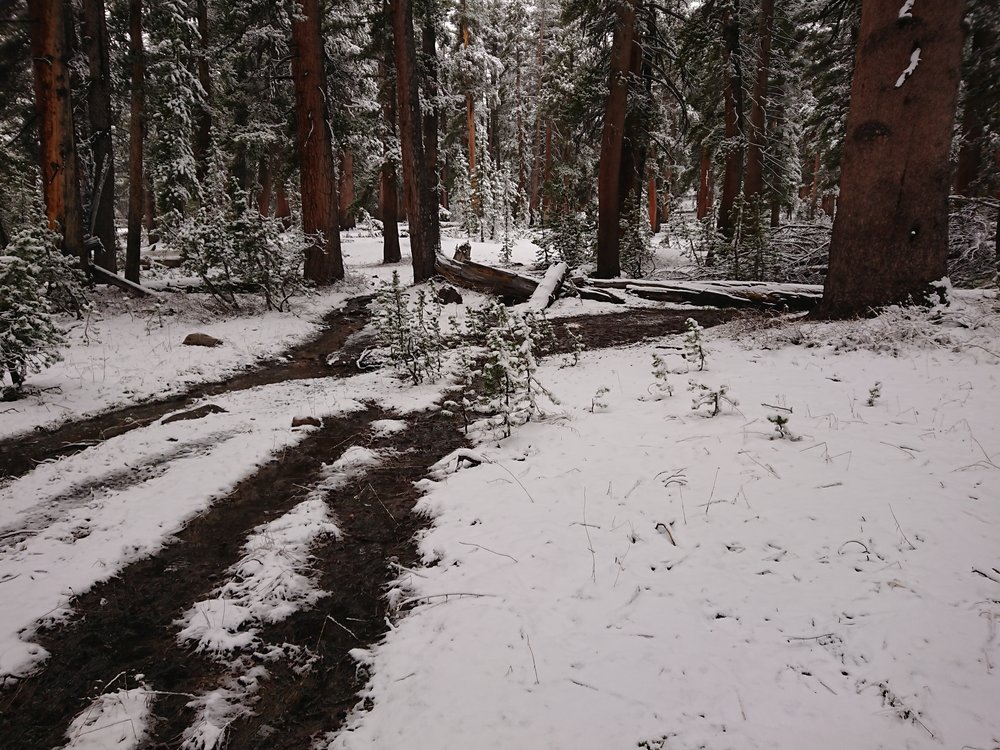  The fresh snow is easily visible in the fforest 