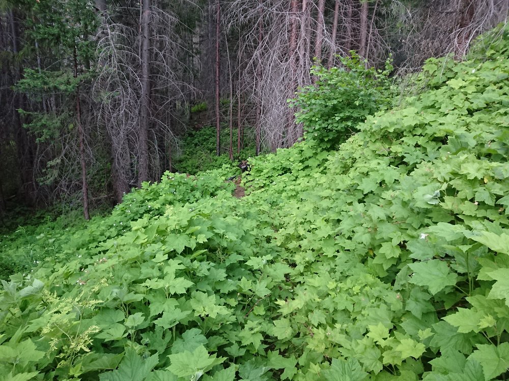  Let&rsquo;s play spot the trail. Sometimes the trail can be very overgrown 