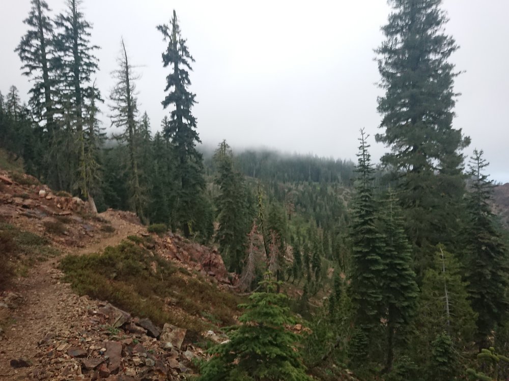 Walking in the cloudy forest