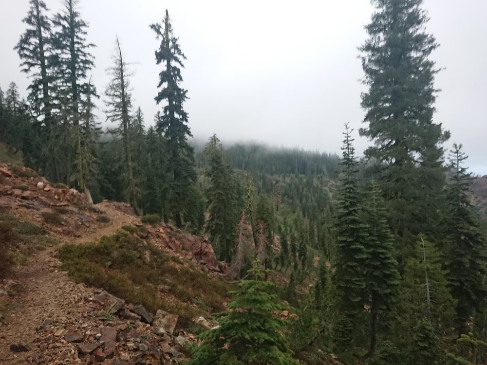  Walking in the cloudy forest 