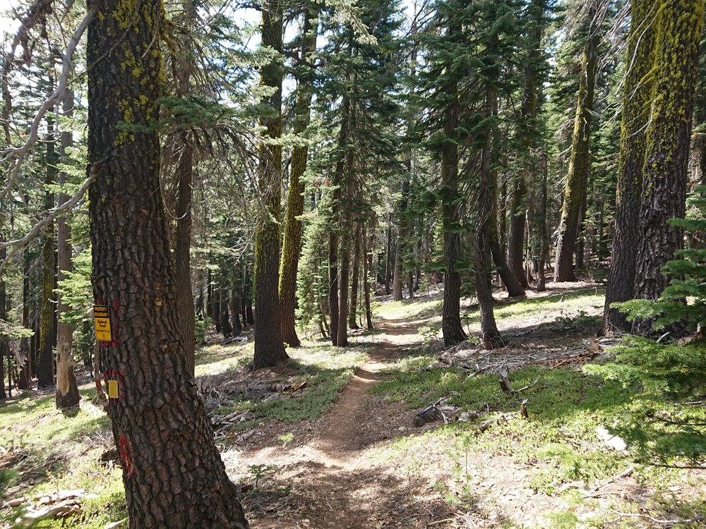  There were still some forest sections in between the mountainside sections 