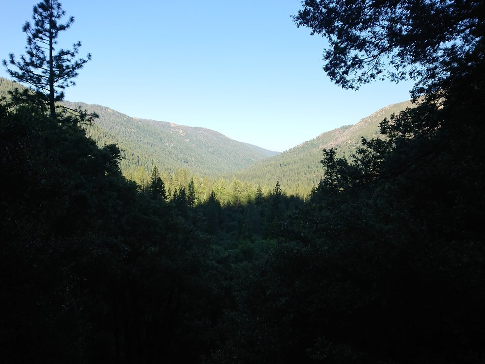  Looking out at the sunny forest 