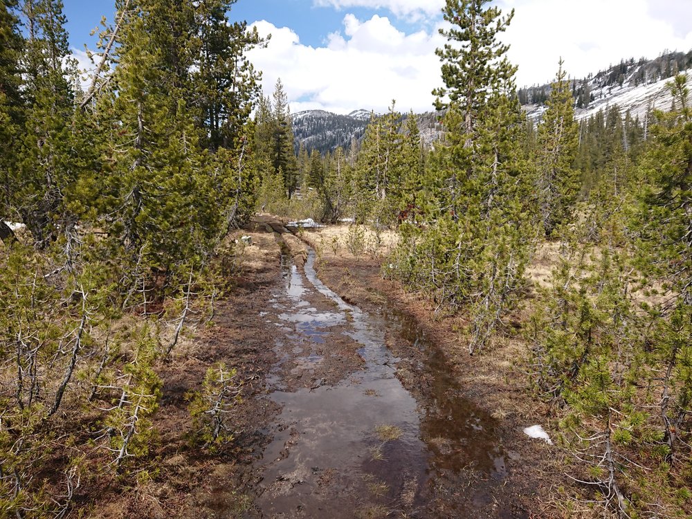  On the way to Dorothy Lakes Pass the trail turned very wet and muddy 