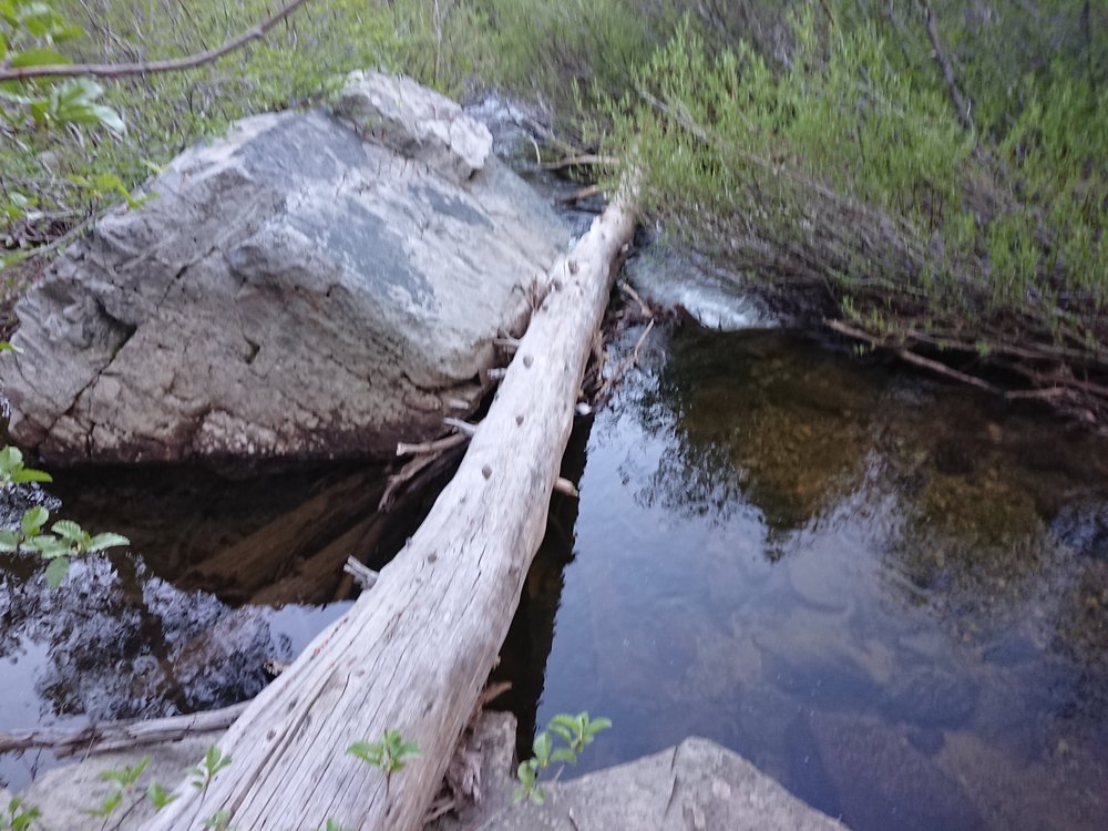  Another log crossing this one ending in thick brush. 