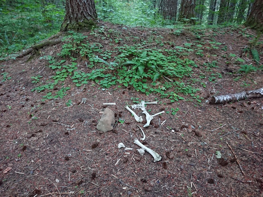  Bones at my campsite, is that a good sign? 
