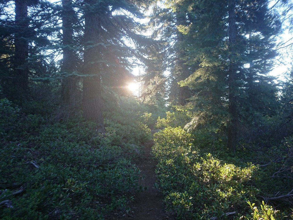  Sun poking through the trees in the early morning 