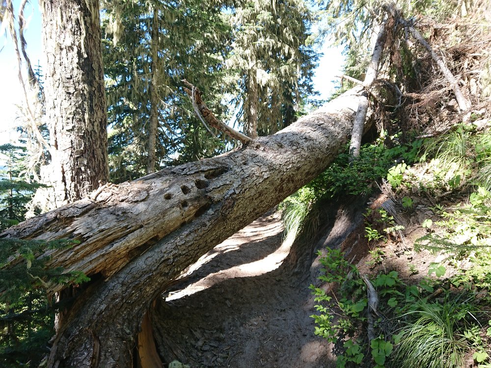  Annoying deadfall I had to climb under 