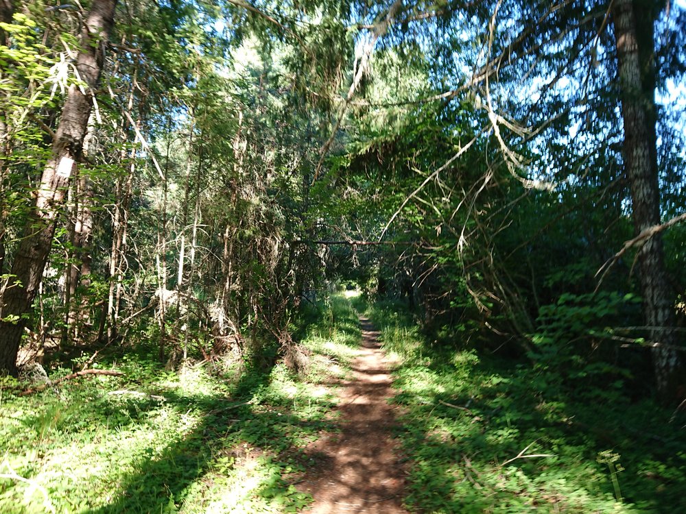  Green tunnel 