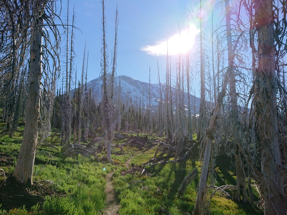 Mount Adams through an old burn area