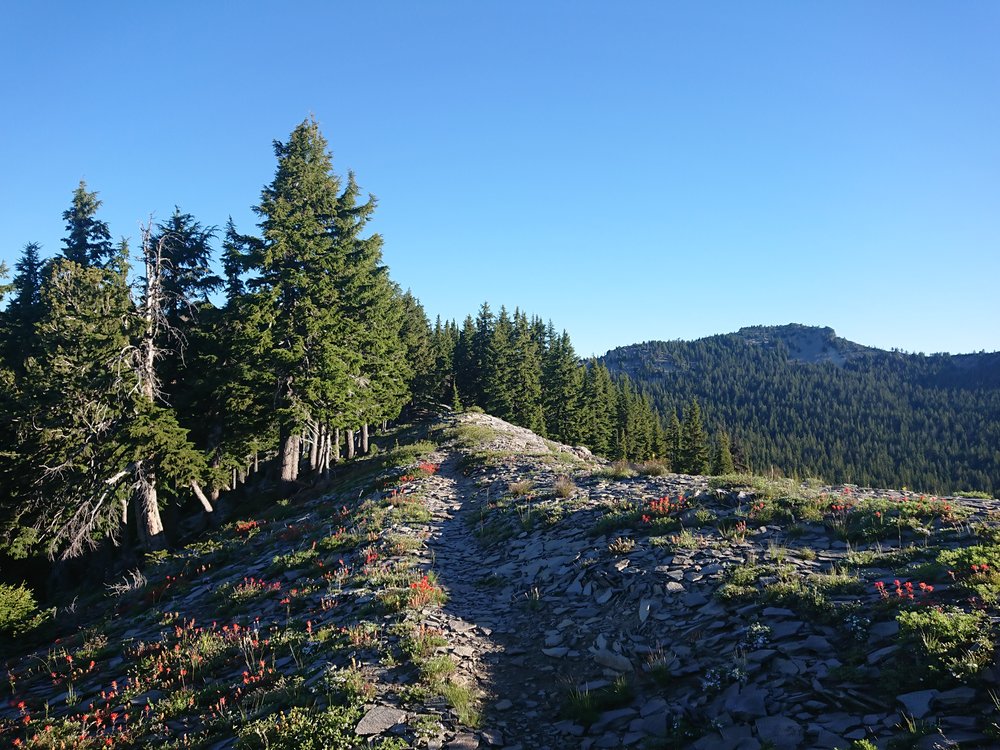  Nice open area before the constant forest started 