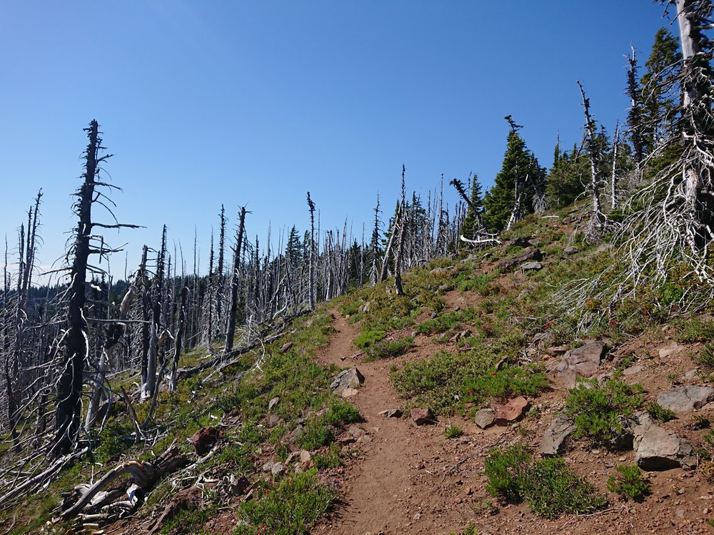  Big burn area before Big Lake Youth Camp 