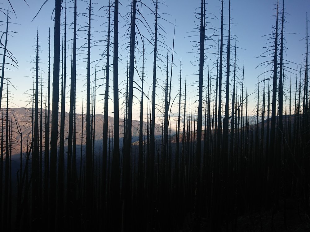  Low lying clouds behind the burned trees 