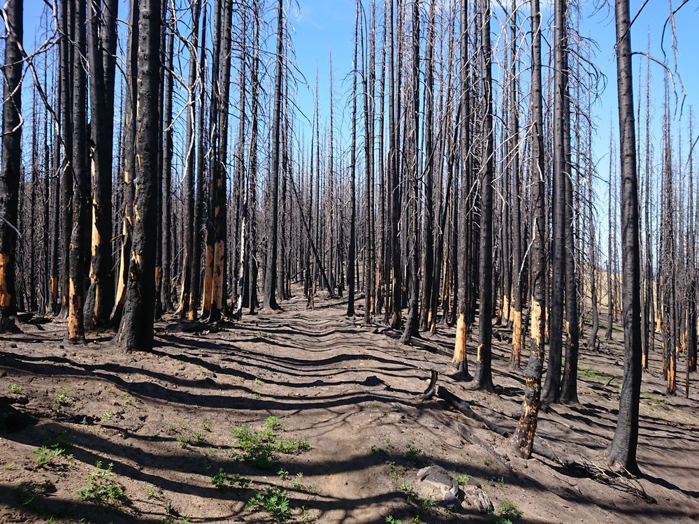  So many burned trees today 