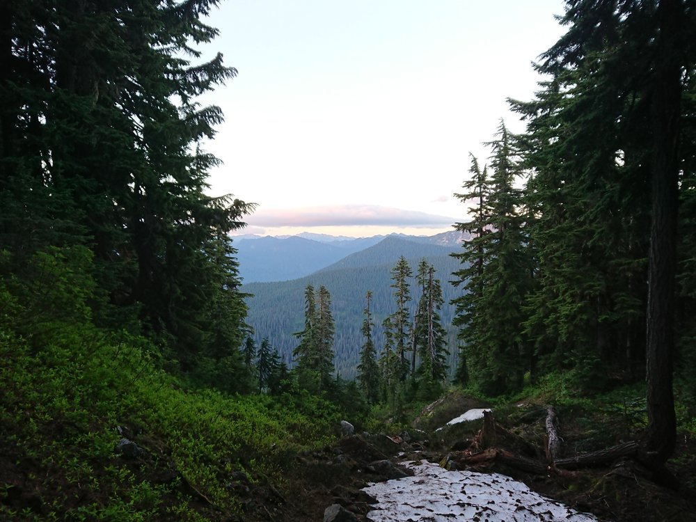  Evening colors peeking through the trees 